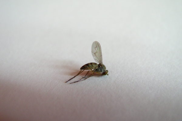 Mosquit mprt sobre fons blanc