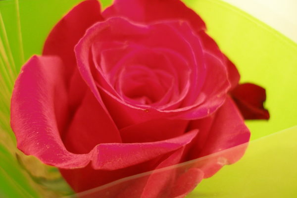 Detall d'una rosa molt vermella amb la cel·lofana verda de fons desenfocada