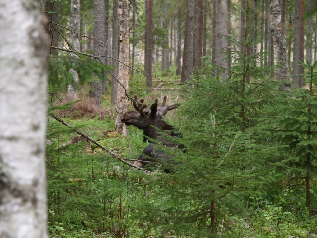 Ant ajagut enmig dels arbres