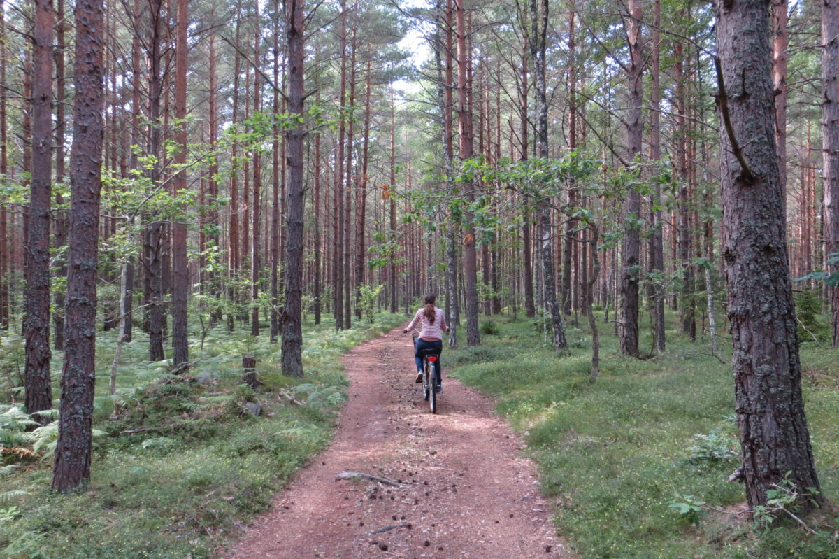 En bici per un camí al mig del bosc a Öland