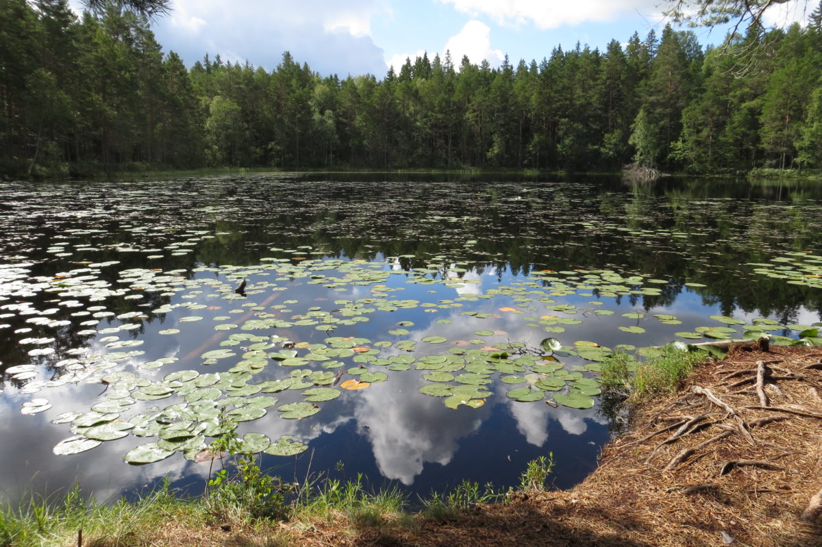 Vista de la superfície del llac on s'hi reflecteix el cel i plena de fulles de nenúfars
