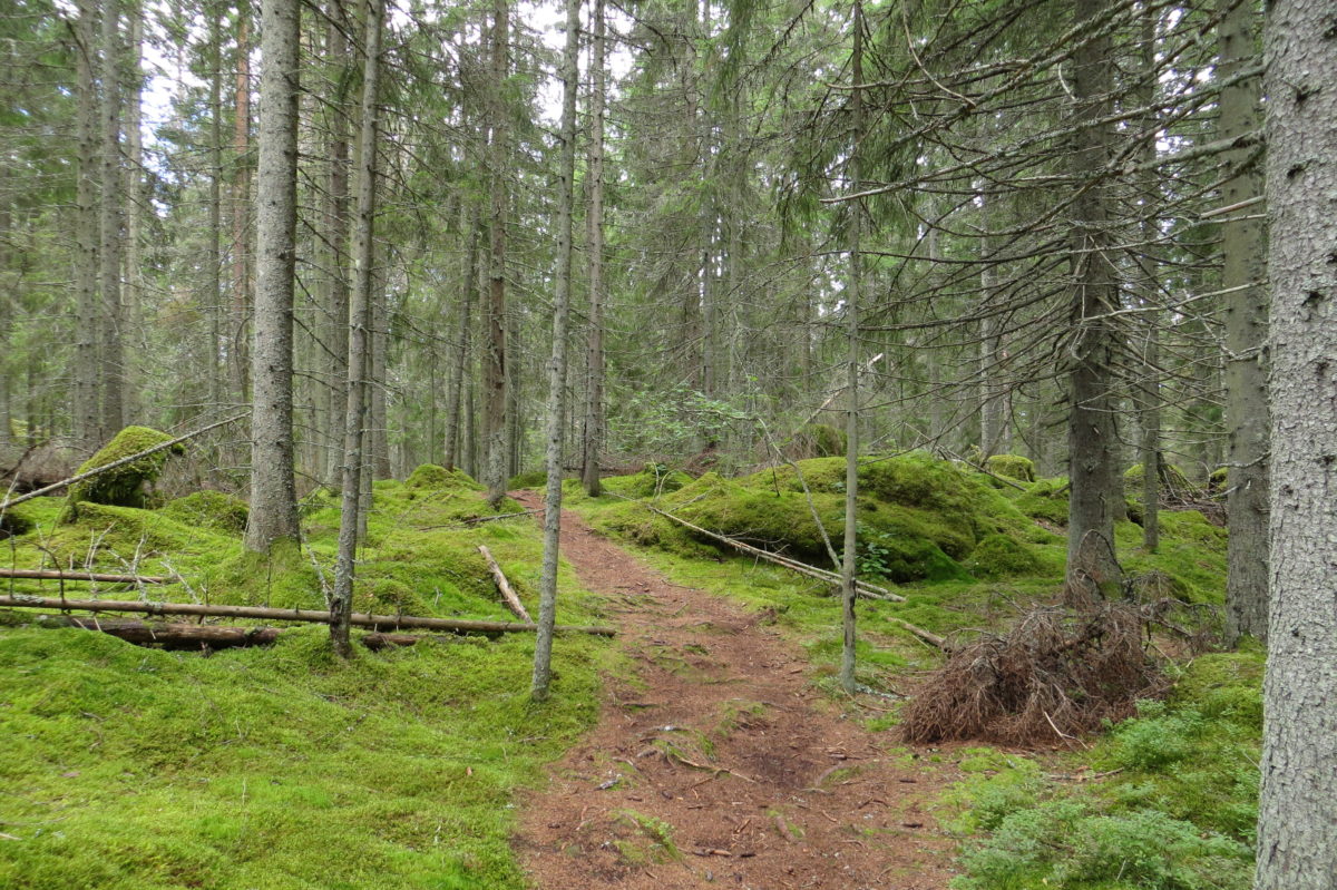 Camí al mig del bosc