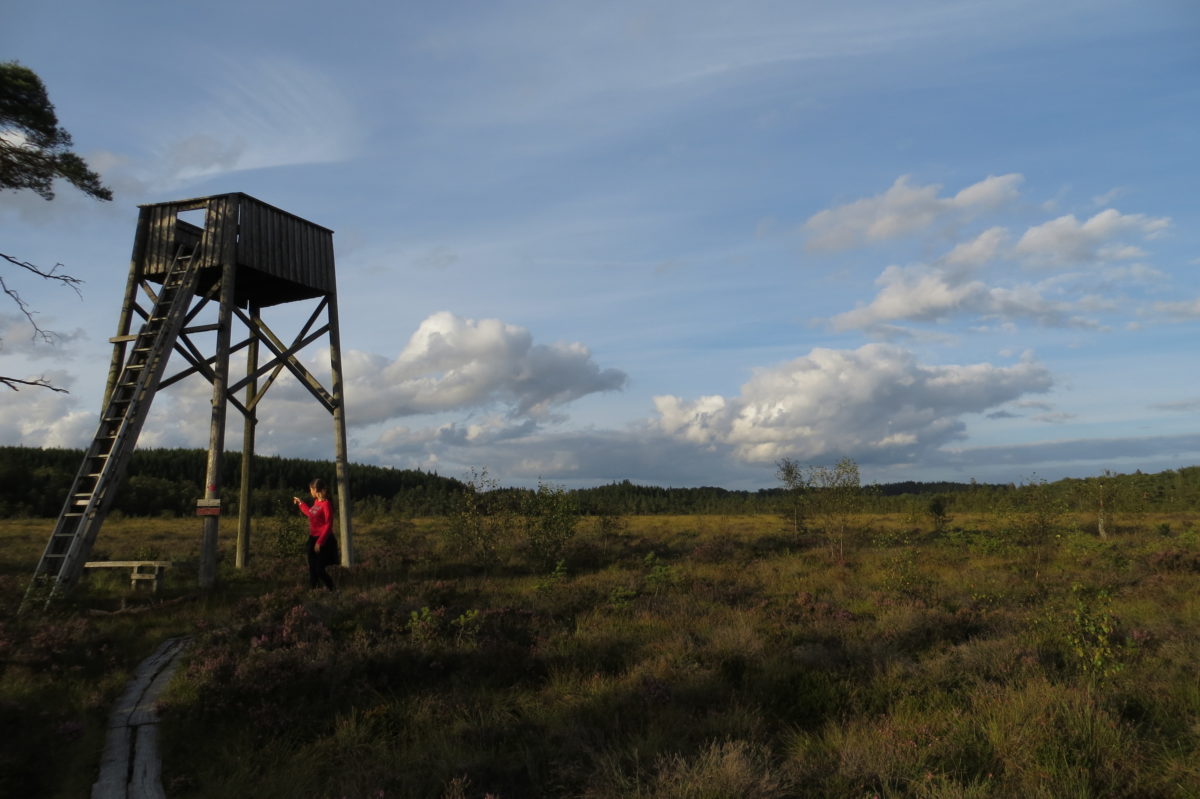 Zona sense arbres amb una petita torre per veure animals