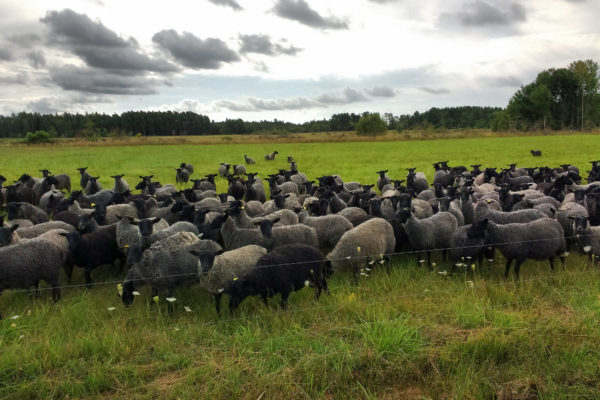 Ovelles negres de Gotland