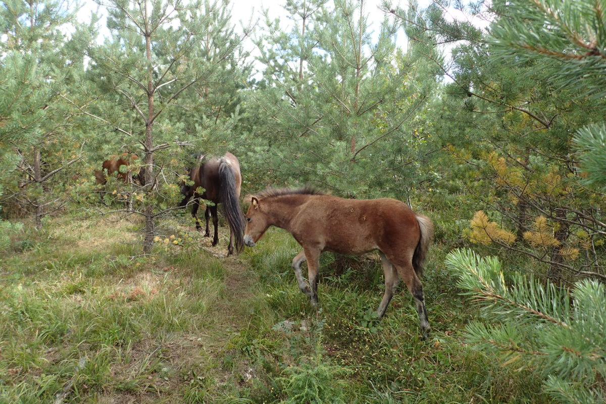 Dos cavalls caminant pel bosc