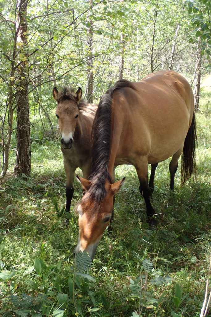 Dos cavalls, un de gran menjant, l'altre mira a càmera