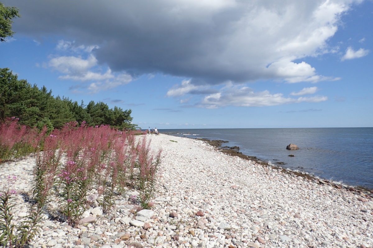 Vista de la platja, sense ningú i amb vegetació florida en primer terme