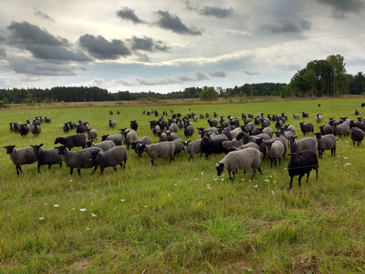 Ramat d'ovelles negres en un prat