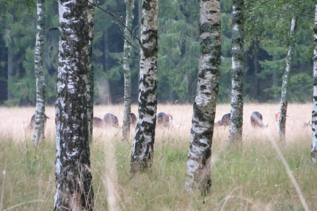 Grup de daines (o similar) fotografiats de lluny mentre pasturen