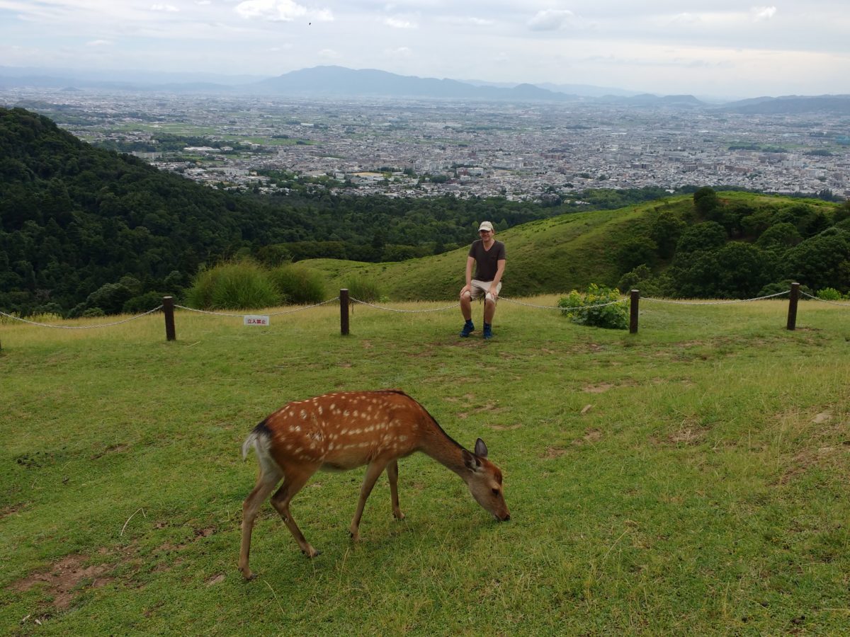 Vista de Nara des d'un prat amb un cérvol en primer terme