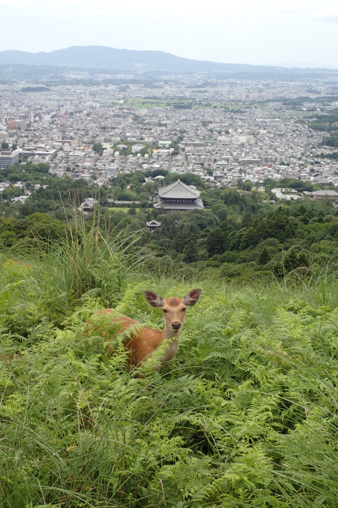 Vista de Nara des de dalt, amb un cérvol en primer terme