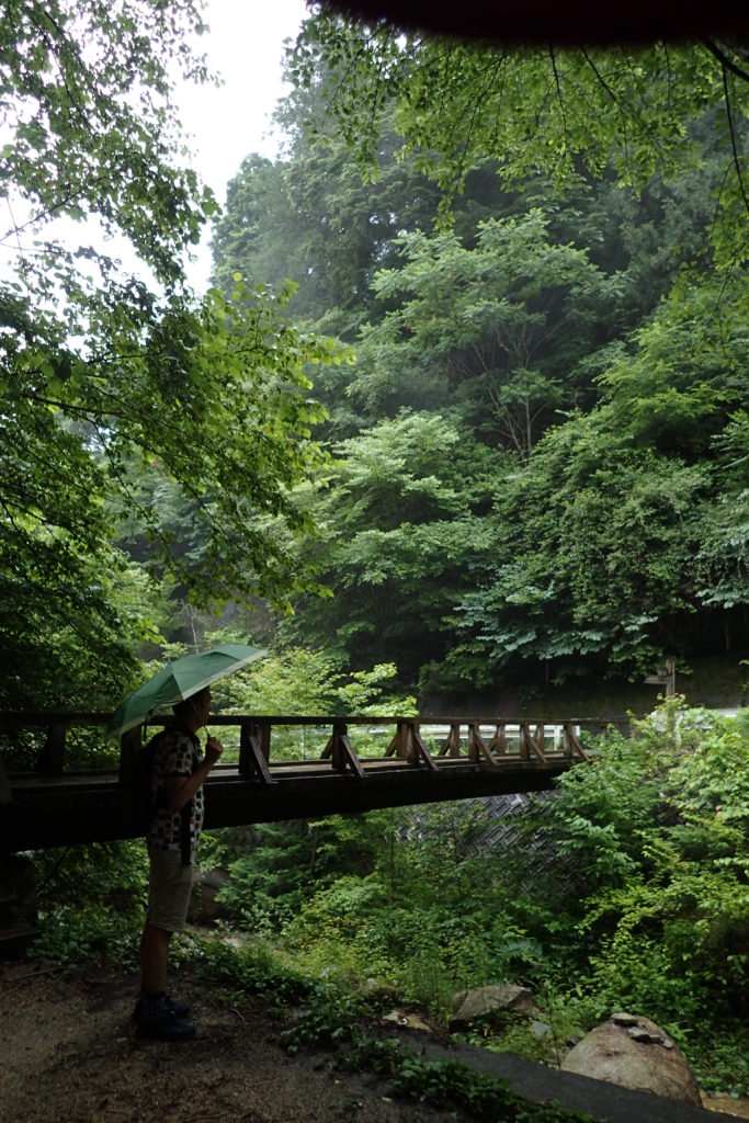 Pont enmig de la vegetació