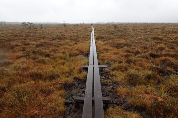 Store mosse nationalpark a Suècia