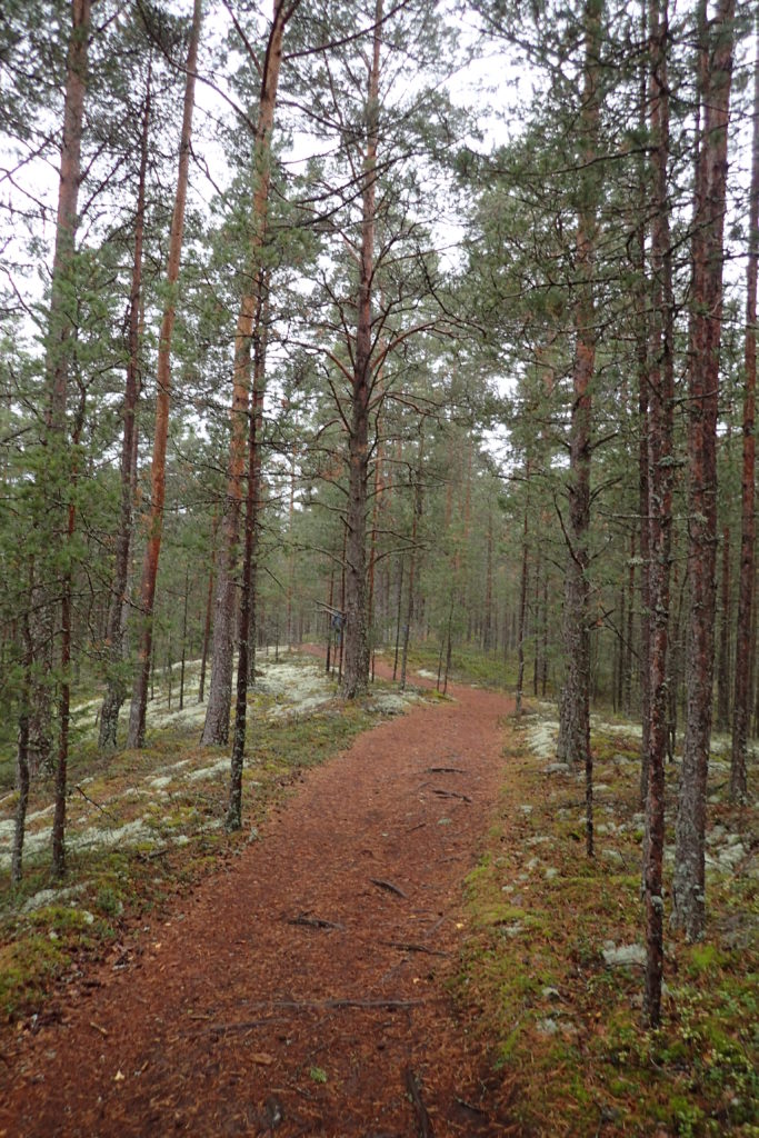 Camí al bosc