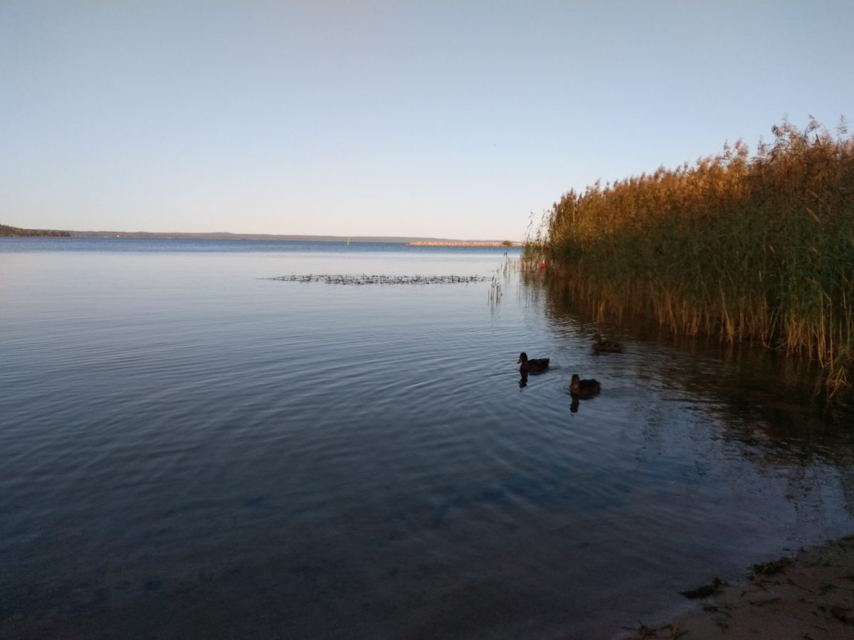 Vista del llac molt calmat amb uns ànecs banyant-s'hi