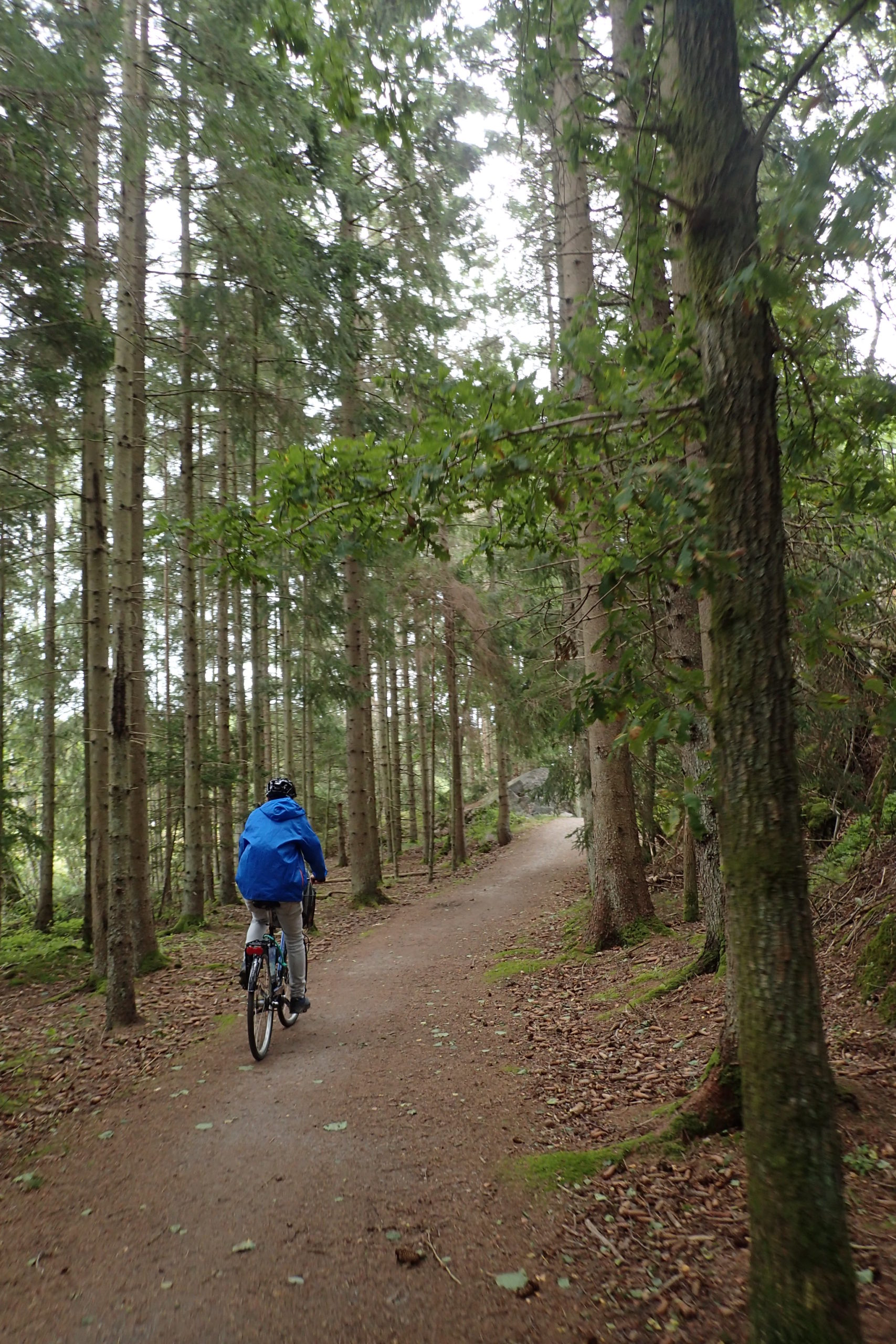 Amb la bici per un camí al mig del bosc