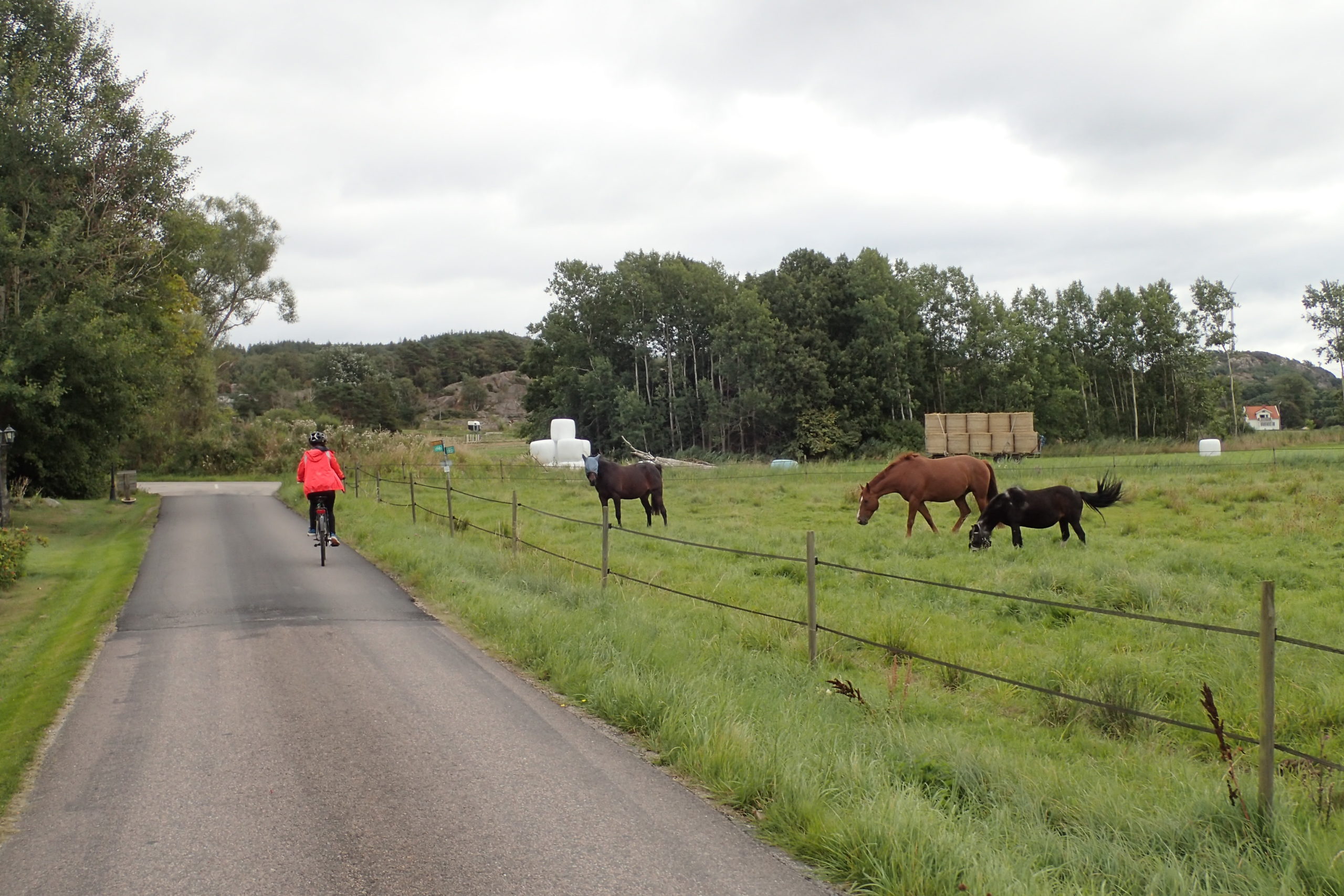 Passant amb la bici pel costat d'un prat amb cavalls