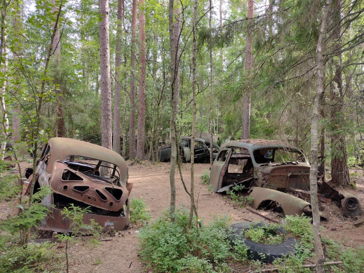 Dos cotxes d'època molt deteriorats al mig del bosc