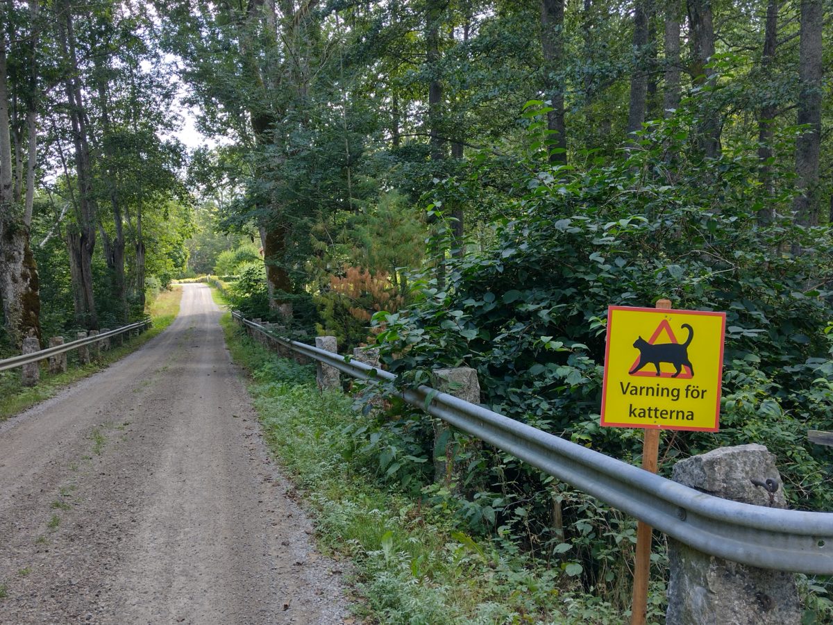 Senyal d'alerta per gats en un camí