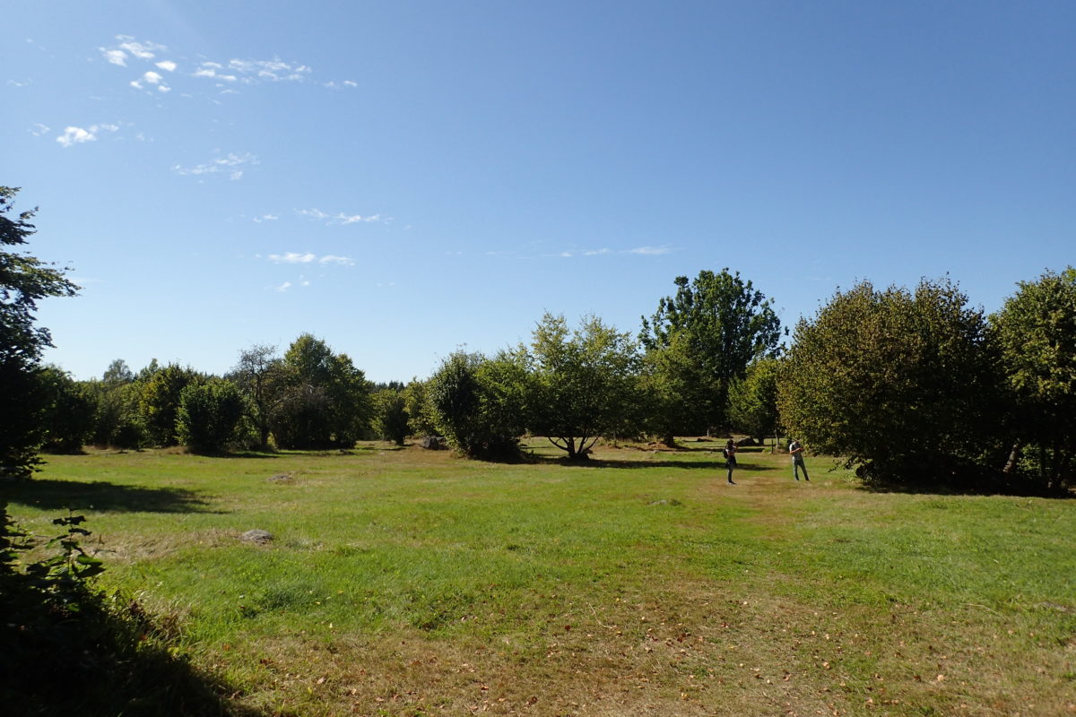 Vista general del paratge, amb arbre de l'època